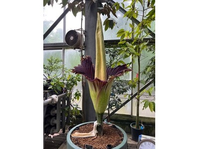 【国立科学博物館 筑波実験植物園】世界で最も大きな「花」のひとつショクダイオオコンニャクが開花します!