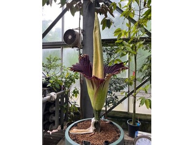 【国立科学博物館 筑波実験植物園】世界で最も大きな「花」のひとつショクダイオオコンニャクが本日開花します！
