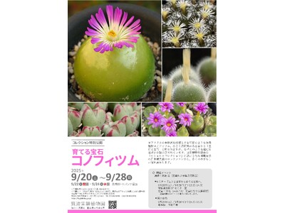 【国立科学博物館 筑波実験植物園】コレクション特別公開「育てる宝石・コノフィツム」開催のご案内