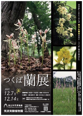 【国立科学博物館 筑波実験植物園】企画展「つくば蘭展」開催のご案内
