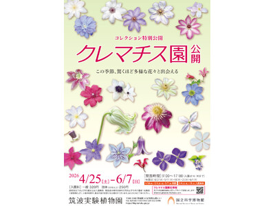 【国立科学博物館 筑波実験植物園】コレクション特別公開「クレマチス園公開」開催および報道内覧会のご案内