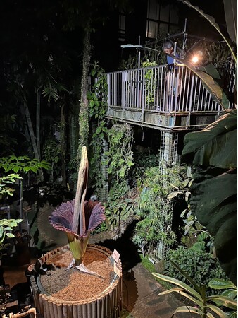 【国立科学博物館 筑波実験植物園】世界で最も大きな「花」のひとつショクダイオオコンニャクが開花します！