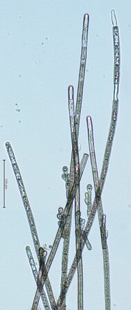 【国立科学博物館】皇居外苑北の丸地区から希少藻類カワモズクの新種を発見！-東京都心にすむ淡水産紅藻キタノマルカワモズク-