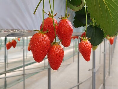 赤い宝石 を求めてよくばりTRIP(ハート)【川越発着】