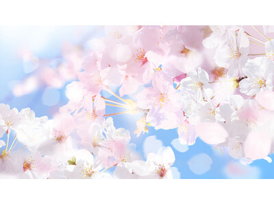 お花見の「予定あり」と「行きたい」あわせて半数を超える　桜が咲くこの時期は気分も「なんとなく明るく」