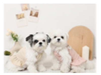 ��`���o�X�umoncheri POPUP STORE�v ����1�^�[�~�i���ɃI�[�v���I
