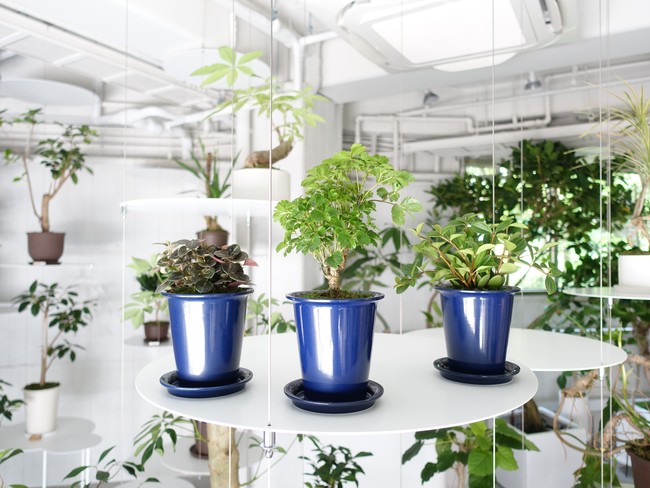 オンライン接客も本格スタート。観葉植物専門店RENオリジナル「いけばちポット」に新色登場、新店舗動画がHPに公開