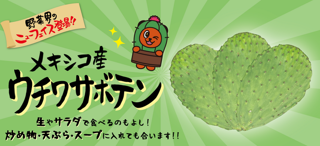 さわやかな酸味が特徴！サラダに！炒め物に！綿半が食用サボテンを５月24日新発売！注目の‟スーパーフード”「ウチワサボテン」登場