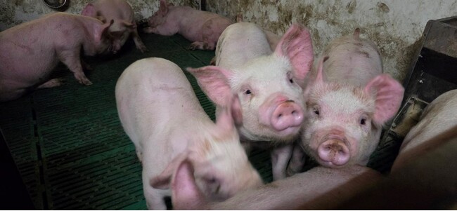 6月から稼動開始した次世代養豚施設で出荷が始まりました―新開発した「幻の三元豚」も初出荷―綿半は「スーパーで買える日本一うまい肉」を目指します!