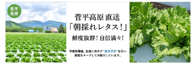 【菅平高原から直送！朝採れ！鮮度バリバリ！のレタスを食卓へ！】朝採れたレタスを最新設備で冷やし、直送することで鮮度抜群でのご提供が可能になりました 。