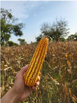 Degasがアフリカの食糧危機と気候変動問題を同時に解決するために、10億円の資金調達を実施し脱炭素事業へ進出