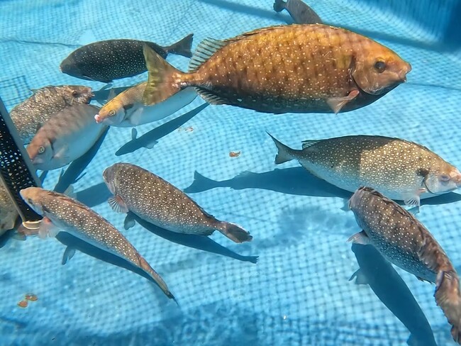 海藻を食べ尽くす”磯焼け”の一因、アイゴを養殖 – 未利用魚の新たな価値