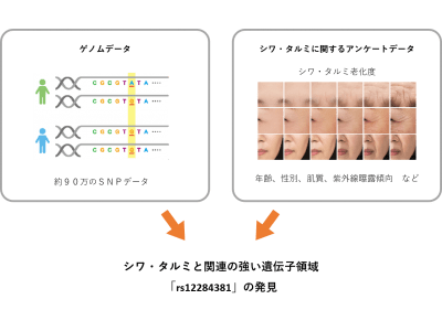 日本メナード化粧品、ゲノム解析から将来のシワ・タルミを予測する遺伝子領域を発見！