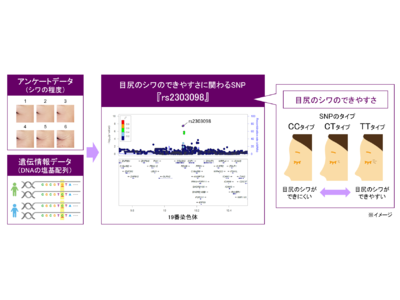 日本メナード化粧品、個人の『目尻のシワ』と『ほうれい線』のできやすさを予測するDNAの特徴を発見