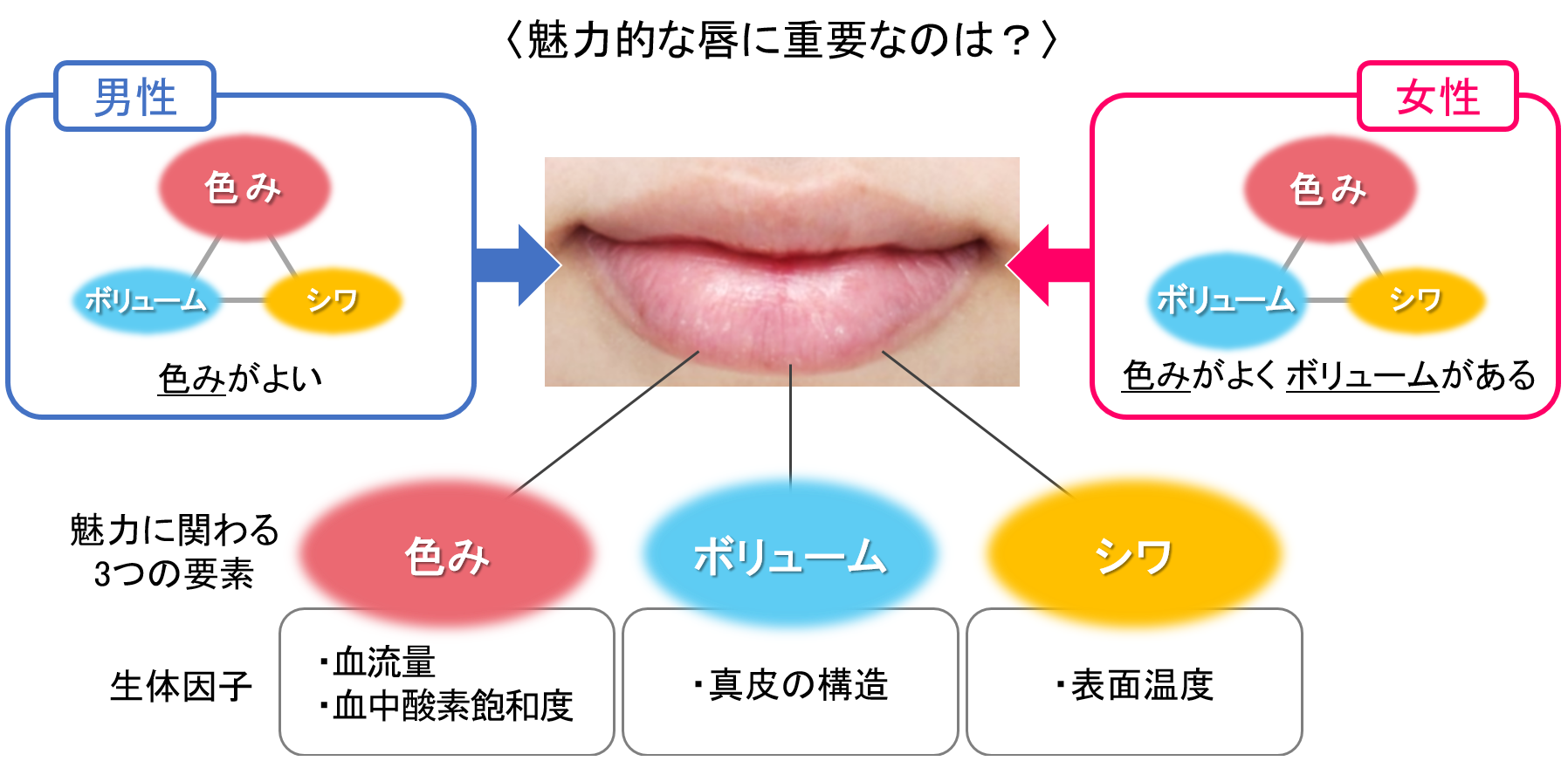 魅力的な女性の唇に関与する要素と生体因子を解明