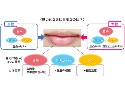 魅力的な女性の唇に関与する要素と生体因子を解明