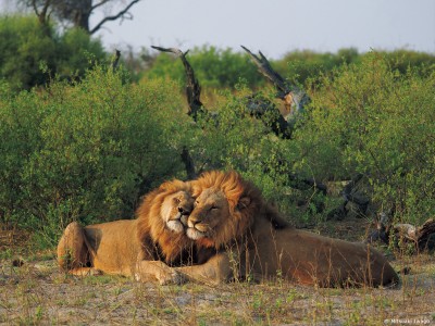 2020年オリンパス／WWFカレンダー 「Botswana／アフリカ屈指の野生の楽園-ボツワナ」 