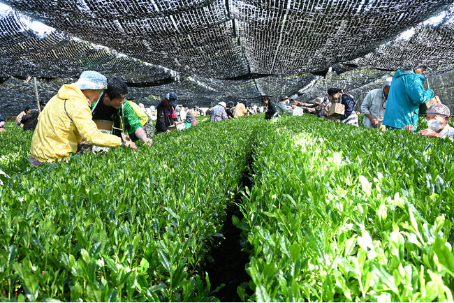 全国茶品評会二連覇へ「舞鶴茶」の出品用茶摘みを実施