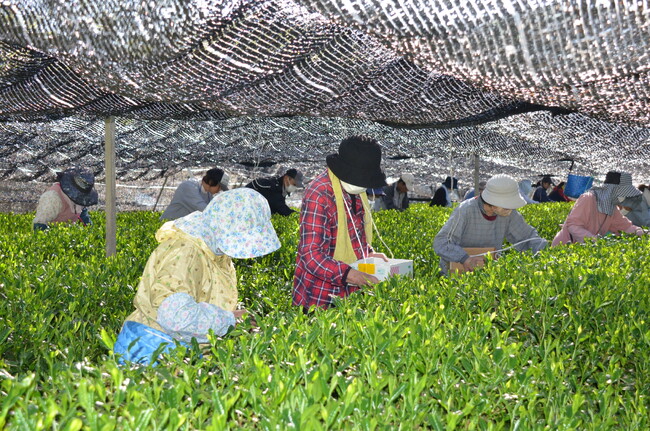 プレスリリース「【舞鶴市】第79回全国茶品評会かぶせ茶の部で産地賞1位を受賞」のイメージ画像