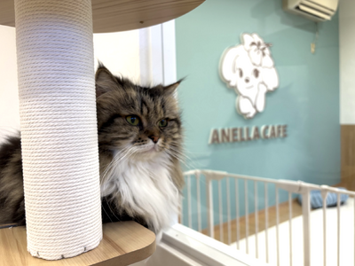 【静岡県2店舗目&首都圏拡大中】2025年の締めくくりは浜松！保護犬猫ふれあいカフェ「ANELLA CAFE 浜北貴布祢店」12月24日プレオープン-2025年だけで16店舗、全国展開を加速。