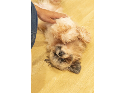 【神奈川・川崎】全国20店舗目となる保護犬猫ふれあいカフェ「ANELLA CAFE 川崎駅前店」1月22日オープン