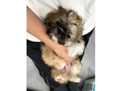 【神奈川・川崎】全国20店舗目となる保護犬猫ふれあいカフェ「ANELLA CAFE 川崎駅前店」1月22日オープン