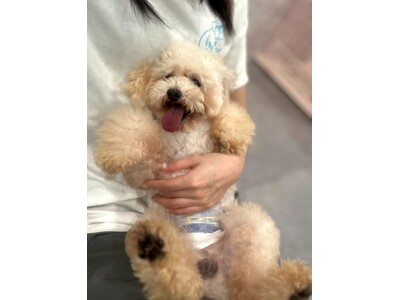 【茨城初上陸】保護犬猫×就労支援の次世代型シェルター「ANELLA CAFE 土浦店」1月30日(金)グランドオープン