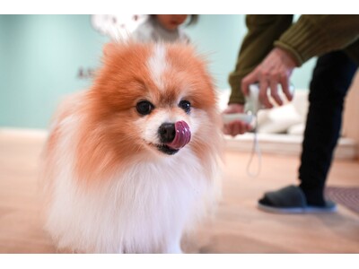 【京都初上陸】全国23店舗目となる保護犬ふれあいカフェ「ANELLA CAFE 京都烏丸店」2月5日（木...