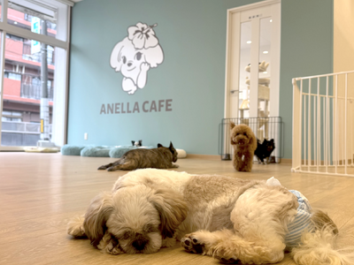 【岐阜初上陸】全国26店舗目！保護犬猫×福祉の新しい形「ANELLA CAFE 岐阜土岐店」が4月24日...