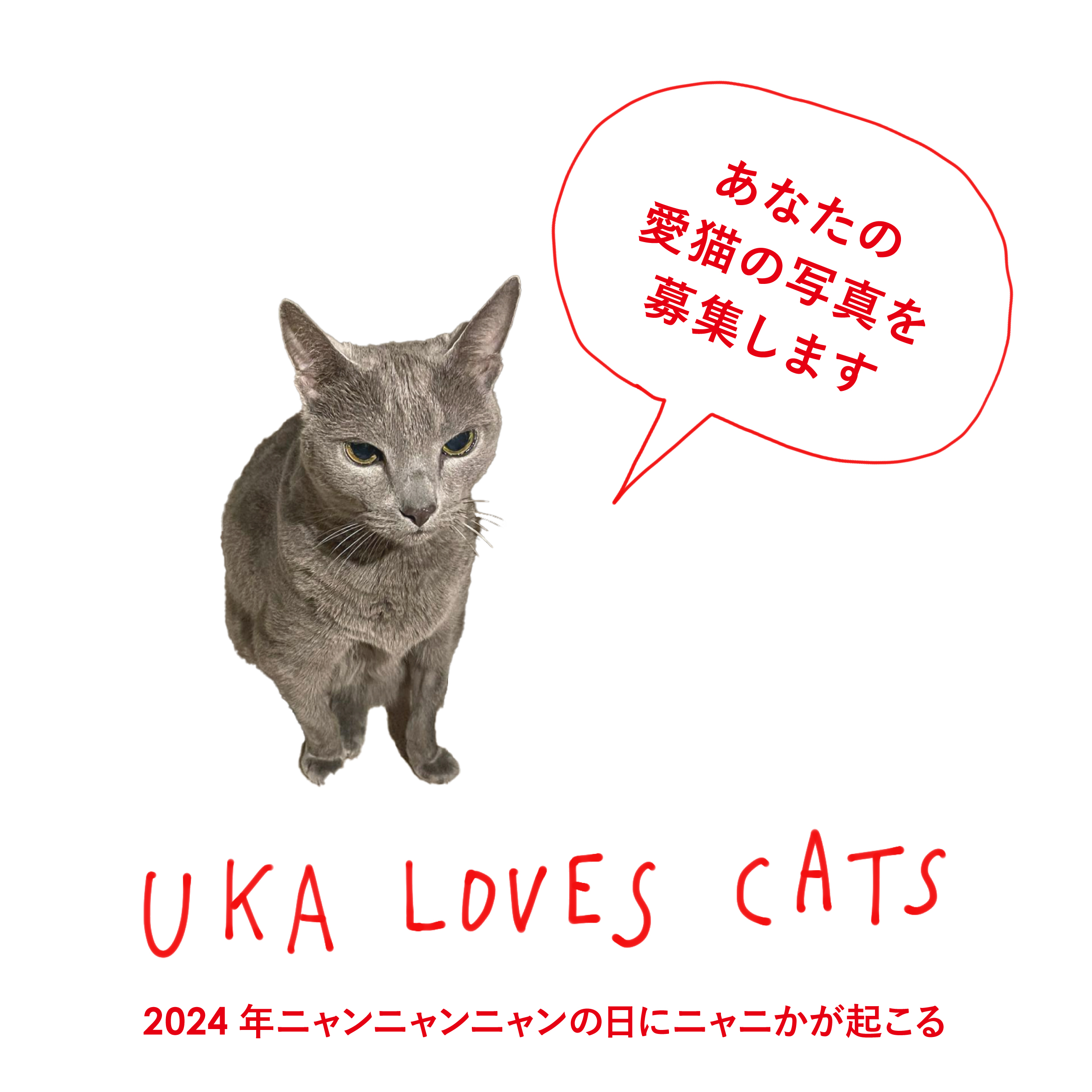 2024年ニャンニャンニャンの日にニャニかが起こる。12月12日(火)から期間限定で、あなたの愛猫の写真を大募集！