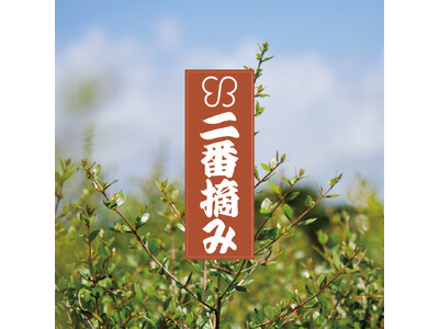 2023年秋冬に収穫されたフレッシュな「uka クイーンオブ石垣ヘナ」から特別な二番摘みヘナが3月6日(水)に発売