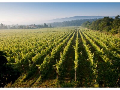 ポルトガル北部で生産される上質な「ヴィーニョヴェルデ・ワイン」