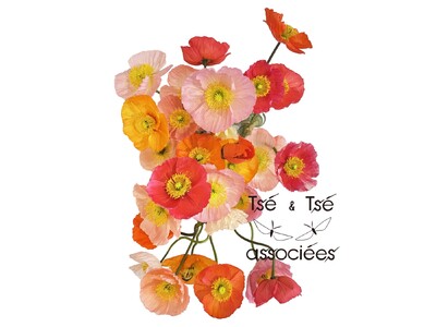 【新作特集】ツェツェ・アソシエ「四月の花器」特集公開。期間限定ラッピングサービスも実施。