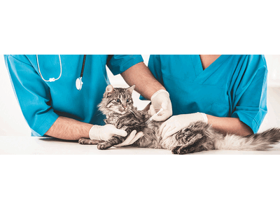 グローバルな視座で獣医療の未来を拓く 日本人獣医師と巡る タイ獣医療スタディツアー発売