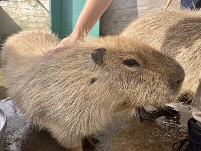 ホテルガーデンに動物が集合！カピバラ、ペンギン、鷹など約10種と記念撮影　「今井浜ミニ動物園」開催