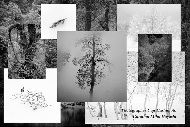 プレスリリース「【ホテルオークラ京都】写真家・橋本有史氏による「森に語らせる SHIGA KOGEN in monochrome」展を4月10日より開催」のイメージ画像