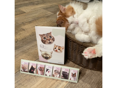《 先行予約分が大反響 》SUMIKA×himekuriコラボ企画商品『まいにち猫活カレンダー』通常販売開始に合わせ取扱事業者さまも大募集！