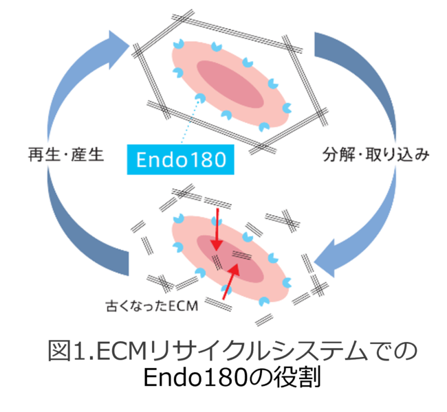 シワ形成に関わるECMリサイクルシステムの関連因子「Endo180」の産生量を増加させる真珠貝由来新成分「パールシルク(R)」を開発のメイン画像