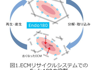 シワ形成に関わるECMリサイクルシステムの関連因子「Endo180」の産生量を増加させる真珠貝由来新成分「パールシルク(R)」を開発