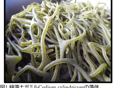 複合的なエイジングケア作用を持つ新たな海藻由来成分「ナガミルエキス」を開発。