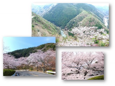 京都のドライブは桜満開の「嵐山-高雄パークウエイ」へ　お花見BBQも楽しめます！