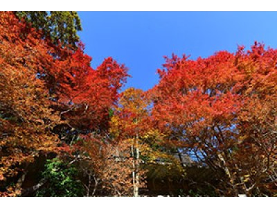 六甲高山植物園　赤・黄・橙の色の共演　「紅葉」がピークを迎えました！