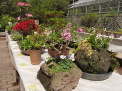 六甲山で「初夏の高山植物展」開催　愛好家による山野草鉢の展示や高山植物・山野草の販売など　4月28日（土）～5月6日（日）