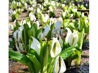 六甲高山植物園 花とお酒を楽しむ ミズバショウまつり 3月31日(土)より