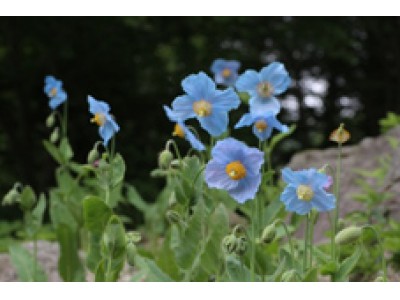 六甲高山植物園　開園85周年特別企画　「ヒマラヤの秘境に咲く花々～青いケシと真紅のシャクナゲ～」　4月28日(土)～6月24日(日)開催