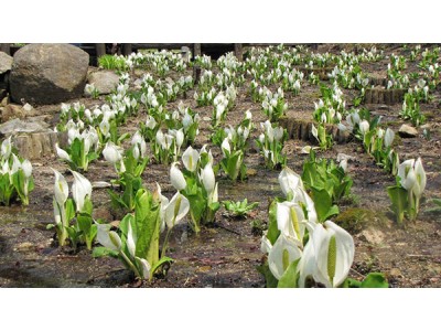 六甲高山植物園～春を告げる白い妖精～ 「ミズバショウ」の群落が見頃を迎えました！