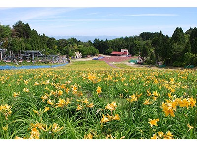 六甲山カンツリーハウス 約27,000株の「ニッコウキスゲの大群落！」 5