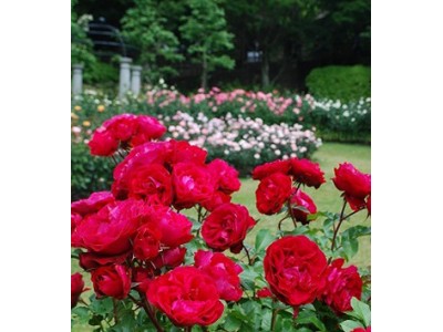 六甲山でバラと過ごすひととき 「バラの小径　ローズウオーク」　6月9日（土）シーズンオープン