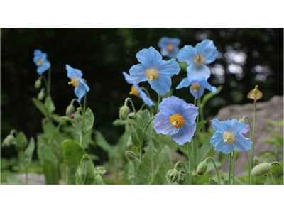 六甲高山植物園 秘境に咲く神秘の花「ヒマラヤの青いケシ」が見頃を迎えました！ 企業リリース | 日刊工業新聞 電子版