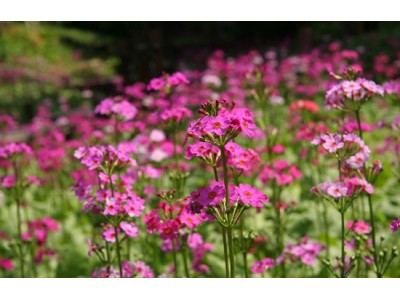 六甲高山植物園　ベストシーズン　～重なり広がるピンク色の絨毯～　約6,000株のクリンソウが見頃を迎えました！